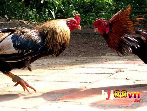 Taigo88 Info Khám Phá Thế Giới Giải Trí Trực Tuyến Đỉnh Cao
